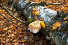 Tree Fungus On A Fallen Tree Trunk In The Autumn Forest.