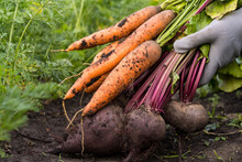 Bio Vegetables In The Hands Of A Farmer, Carrots And Beets Dug Out Of The Ground, A Good Harvest Of Eco Products