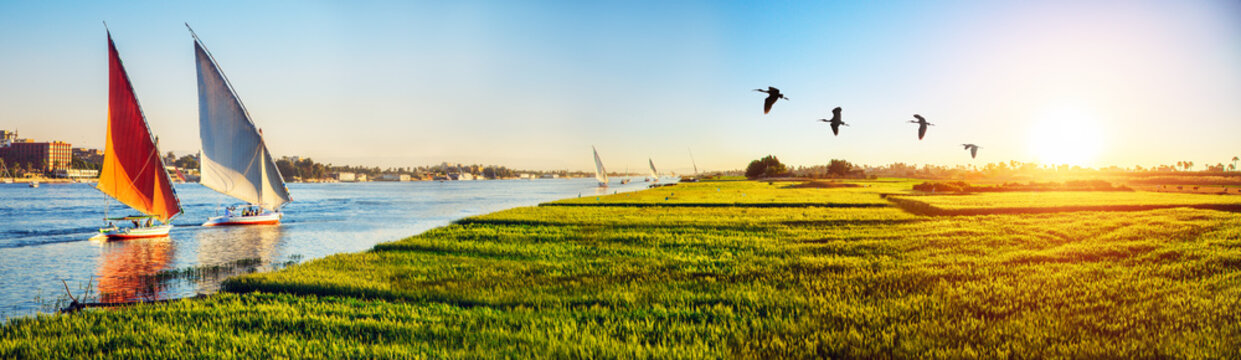 Fototapete - Feluccas on Nile and green fields of wheat at sunset time, panorama, Luxor, Egypt.