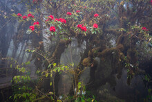 Beautiful Group Of Azalea Rhododendron Flowers In Fresh Nature With Fog In The Forest At The Top Of Doi Inthanon National Park Mountain The Highest Peak And Coldest In Chiang Mai, Thailand.
