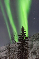 aurora borealis seen in northern canada during winter with a snow capped mountain and boreal forest 