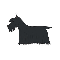 Canvas Print - Vector hand drawn doodle sketch colored Scottish terrier dog isolated on white background