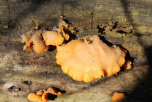 Mock Oyster Mushrooms On A Log At Camp Ground Road Woods In Des Plaines, Illinois