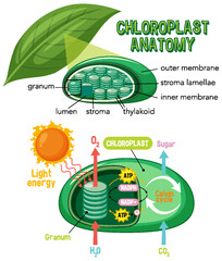 Sticker - Diagram of Chloroplast Anatomy for Biology and Life Science Education