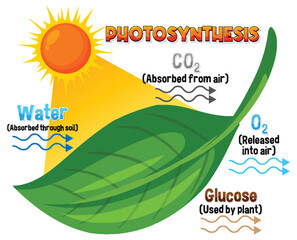 Canvas Print - Diagram of Photosynthesis for biology and life science education