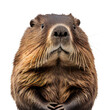 beaver face shot , isolated on transparent background cutout , generative ai