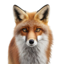 Fox Face Shot , Isolated On Transparent Background Cutout , Generative Ai