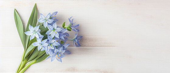 top view blue scilla flowers on white wooden background with space for text. first spring flowers. g