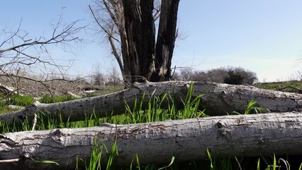 Poster - Tree branches laying on ground with green grass growing between the wood 