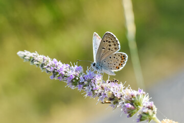 Wall Mural - Himalayan Blue Butterfly, Pseudophilotes vicrama. Rare little blue butterfly on wildflower