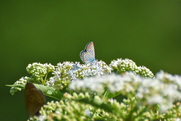 Wall Mural - Reverdin's blue (Plebejus argyrognomon) butterfly. Common little blue butterfly