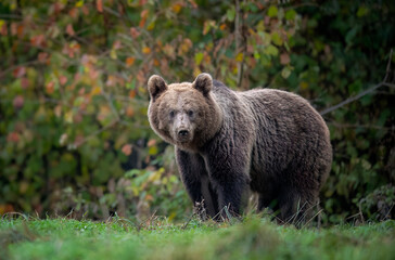 Wall Mural - Wild brown bear ( Ursus arctos )