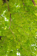 Wall Mural - the shade of a tree image, a leafy shade,a young sprout	