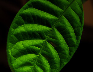 Wall Mural - Green leaf, selective focus with shallow depth of field.