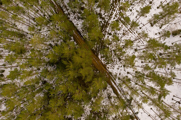 Wall Mural - Drone photography of winter forest landscape and road