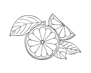 Orange line drawing doodle isolated on white background. Sketch. Vector illustration