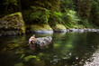 © Cavan Images - CASCADE LOCKS, OREGON, USA. A woman in biking climbs onto a rock in the middle of a clear river pool of the Columbia River Gorge.