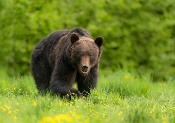 Wall Mural - Wild brown bear ( Ursus arctos )