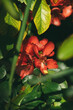 beautiful red flowers of a tree on a green background, macro, noise and dust in the photo
