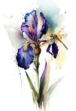 Watercolor Painting Of Iris Flower With Dragonfly. White Background
