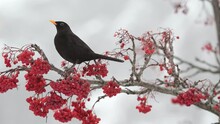 Blackbird Eats Rowan Berries And Flies Away (Turdus Merula)