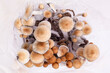 Psilocybin magic mushrooms.