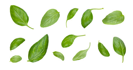 green basil leaves with clipping paths, full depth of field. fresh red basil herb leaves isolated on