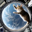 Cat weightless in space onboard space station