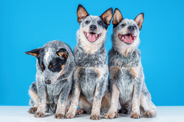 Wall Mural - Three cute smiling puppies of blue heeler or australian cattle dog sitting on blue background. One puppy is sad or bored