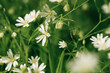 beautiful white flower closeup, macro. fresh background, spring theme
