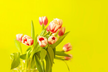 Tulips Bouquet On The Green Background. Holiday Floral Decor.