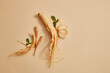 Korean ginseng root and some ginseng slices decorated on beige background. Blank space for text or product adding