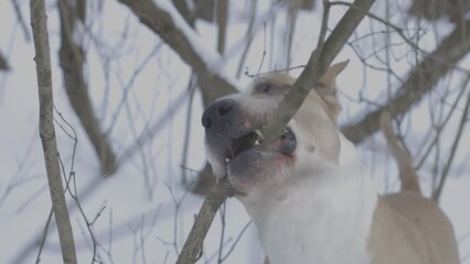 Wall Mural - american staffordshire terrier gnaws sticks outdoors in winter