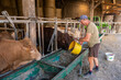 Alimentation de bovins à l'engraissement. Distribution de pulpe de betterave désydratée en granulés par l'agriculteur, Charolais, Salers et Limousine