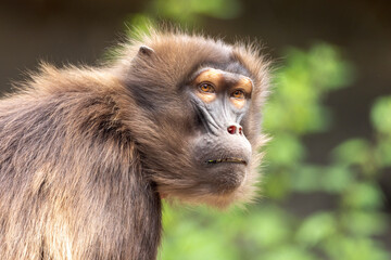 Poster - Female gelada (Theropithecus gelada), sometimes called the bleeding-heart monkey or the gelada baboon