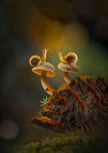 Two Little Snail On The Beautiful Mushroom