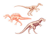 Fototapeta  - Carnotaurus Or Tyrannosaurus Dinosaur Skeleton With Bones. Isolated Carnivorous Theropod Dino Predator