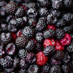 Canvas Print - Background raspberries and blackberries. Fresh ripe berries. Square.