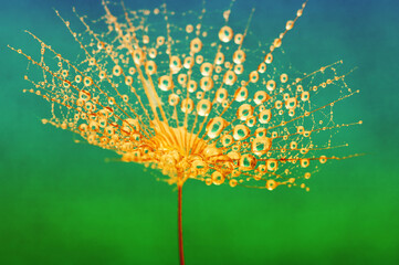 Wall Mural - Dandelion closeup in dew and sunligh