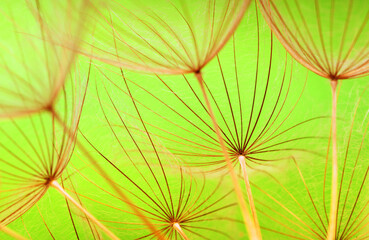 Wall Mural - Flower spring background of dandelion