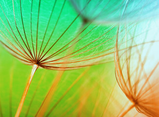 Wall Mural - Dandelion flower background closeup