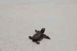 Fototapeta Miasta - baby sea turtle

