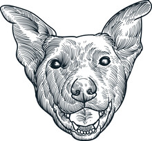 Vintage Hand Drawn Sketch Australian Kelpie Dog Head