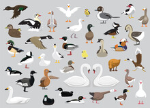 Animal Duck Swan Goose Characters Cartoon Vector