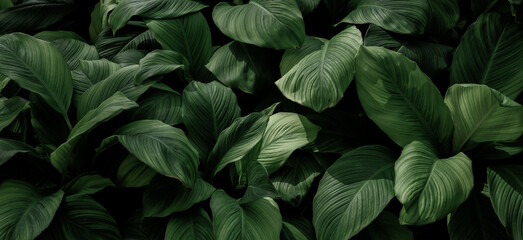 Wall Mural - abstract green leaf texture, nature background, tropical leaf