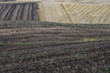 The furrows in the ground after the wheat harvest in the Molise countryside