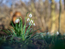 Snowdrop Or Common Snowdrop (Galanthus Nivalis) Flowers.Wild Flower Blooming In Spring Forest, White Blossom.
