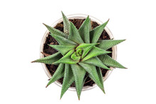 Top View Of Small Cactus Plant In White Pot - Haworthia Limifolia Isolated On Transparent Background,Haworthia Limifolia Marloth,File Leafed Haworthia, Fairies Washboard, PNG File