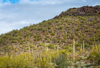  Hill Side View of the Cactus at Organ Pipe Cactus National Monument