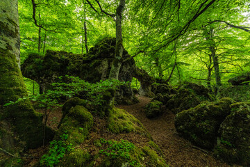 Stone cave in green forest with trees